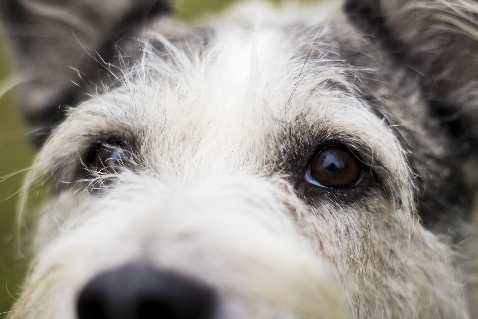 Canon EOS 600D (Rebel EOS T3i / EOS Kiss X5) + Canon EF 50mm F1.8 II sample photo. Dog, eyes, canine photography