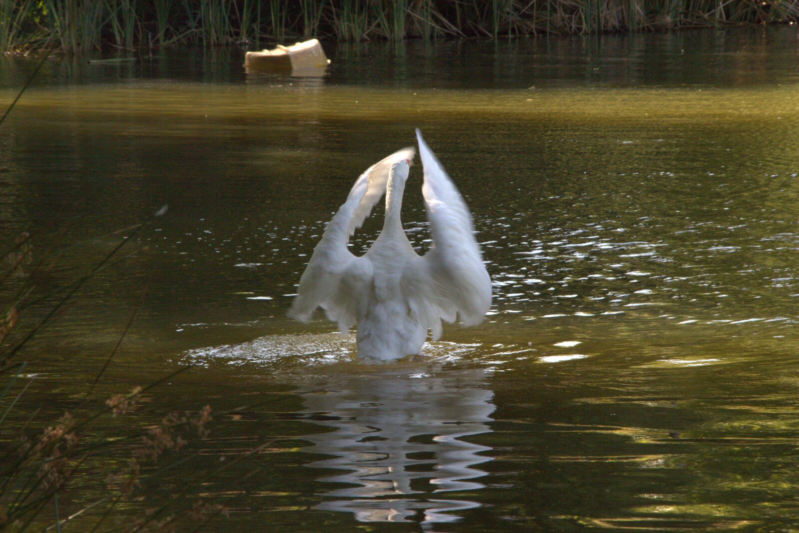 Canon EOS 700D (EOS Rebel T5i / EOS Kiss X7i) sample photo. Swan, water, wings photography