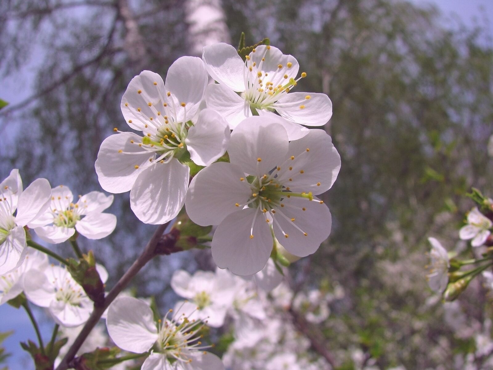 Canon POWERSHOT SX100 IS sample photo. Spring, bloom, cherry photography