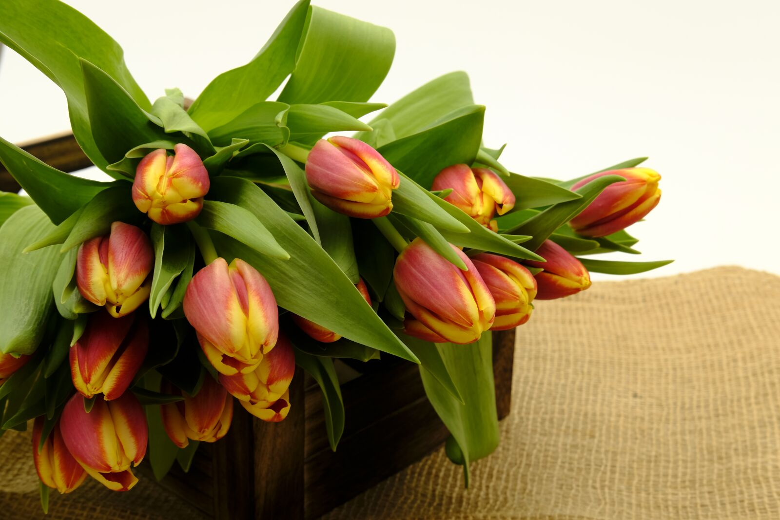 Fujifilm X-T2 + Fujifilm XF 35mm F2 R WR sample photo. Bouquet, tulip bouquet, tulips photography