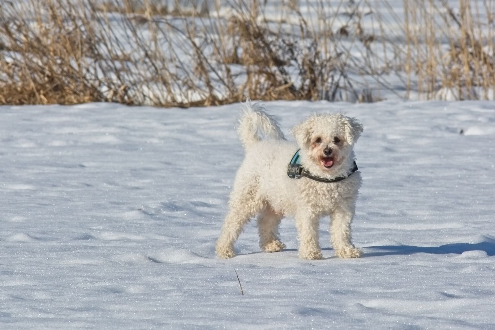 Nikon D7100 sample photo. Bichon frise, bichon, dog photography