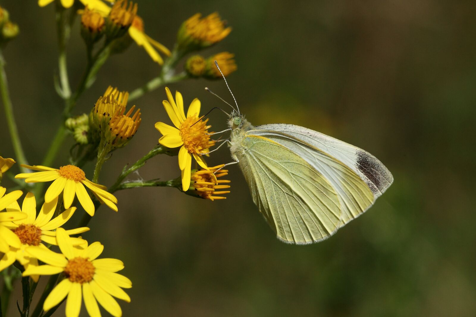Canon EOS 5D Mark II sample photo. Butterfly, nature, yellow flower photography