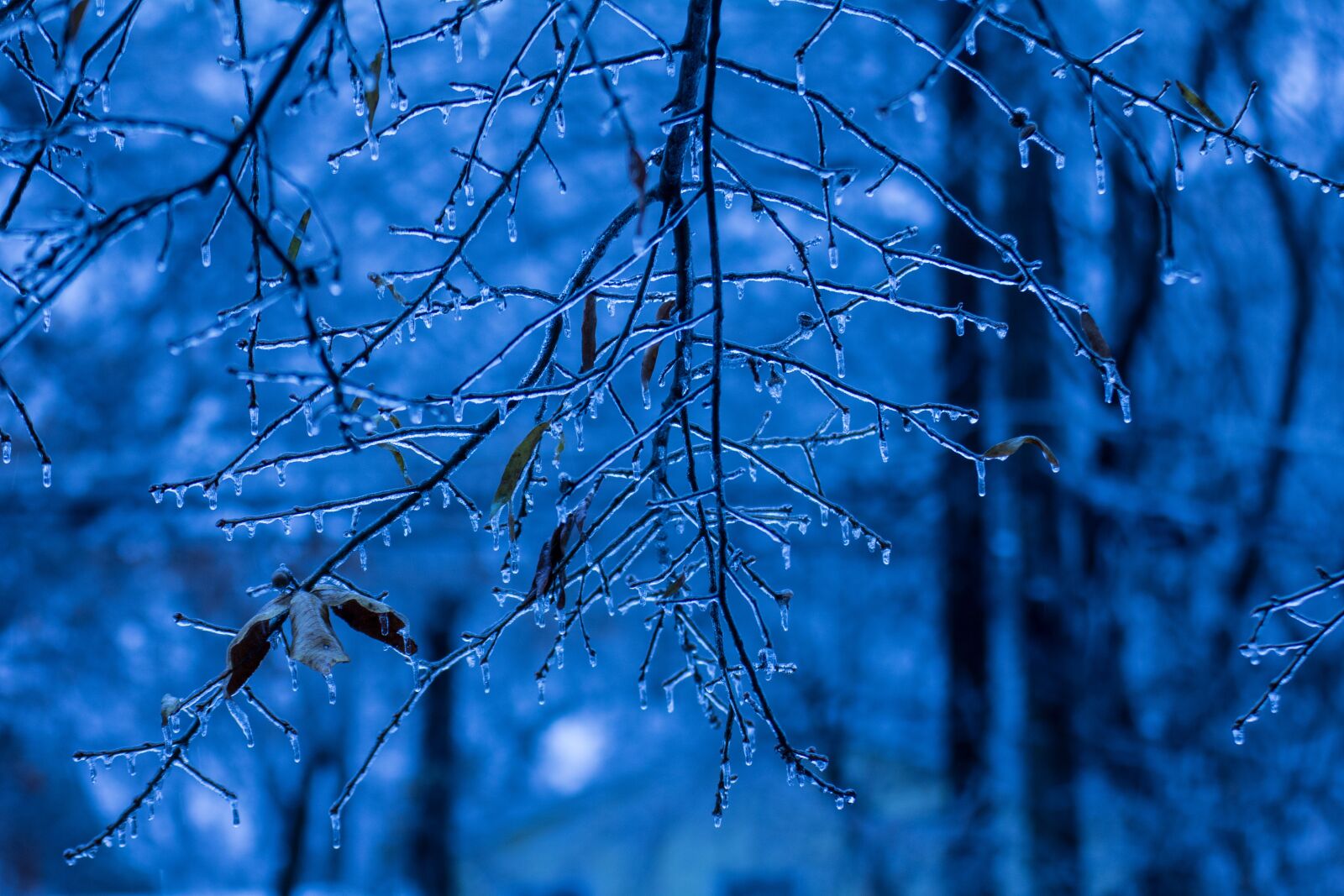 Canon EOS 60D sample photo. Nature, blue, tree photography
