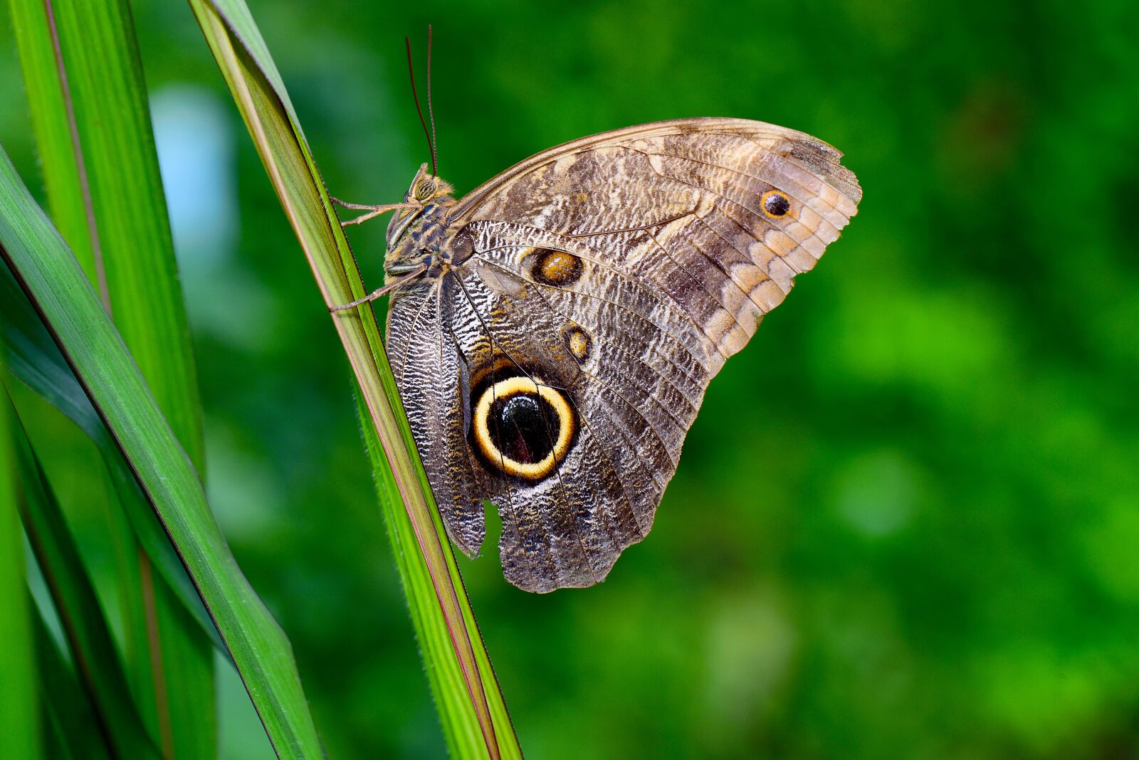 Nikon D750 sample photo. Owl butterfly, butterfly, insect photography