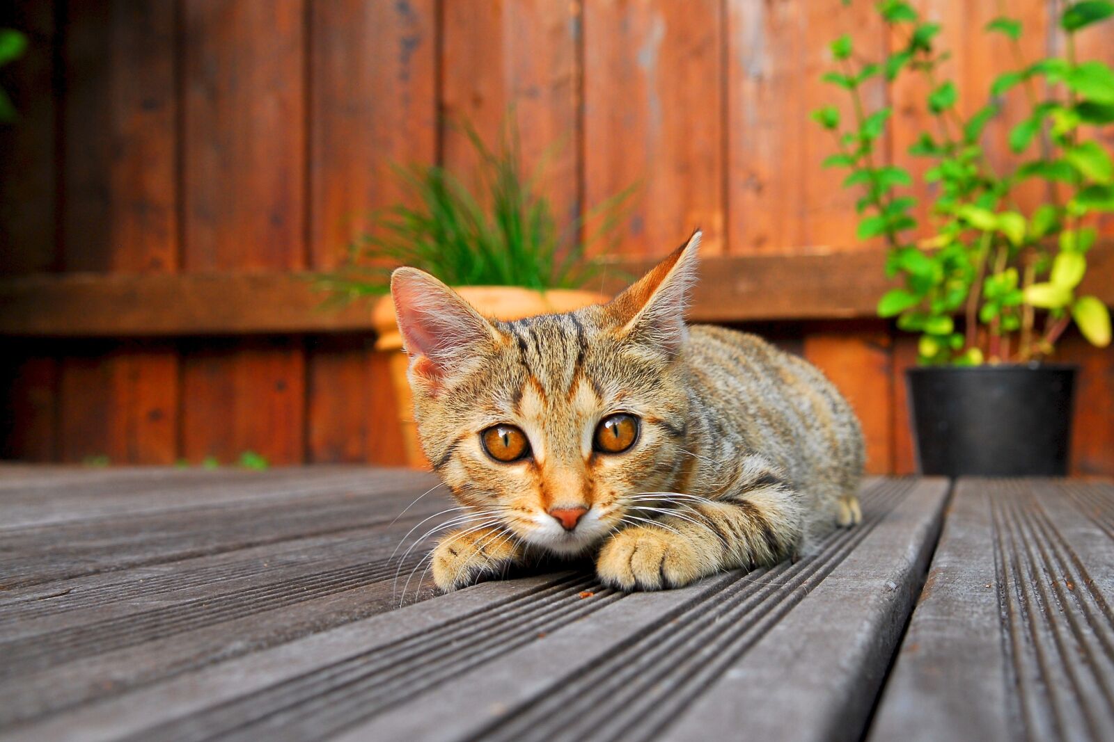 Nikon D200 sample photo. Cat, young cat, kitten photography