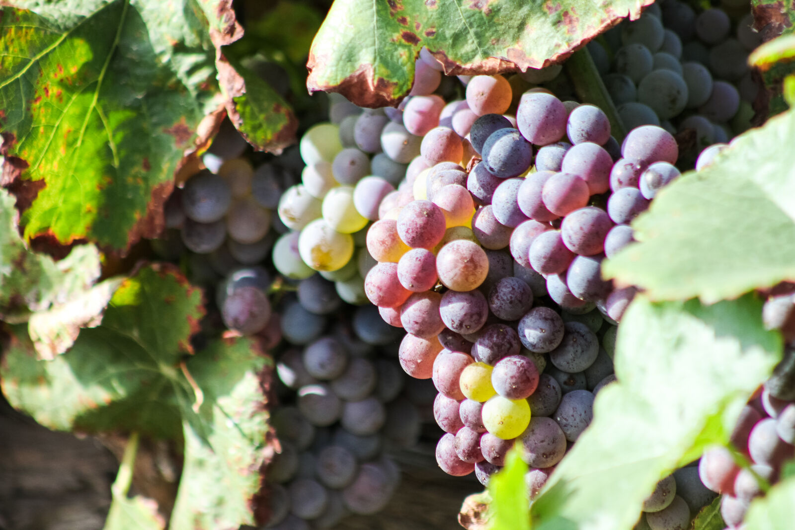 Canon EF 75-300mm f/4-5.6 USM sample photo. Winery, grapes, harvest, temeculawinecountry photography