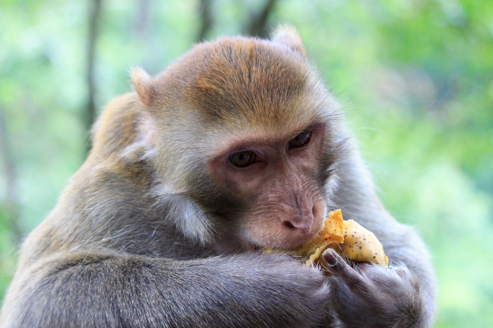 Canon EF-S 55-250mm F4-5.6 IS STM sample photo. Monkey, qiangling shan park photography