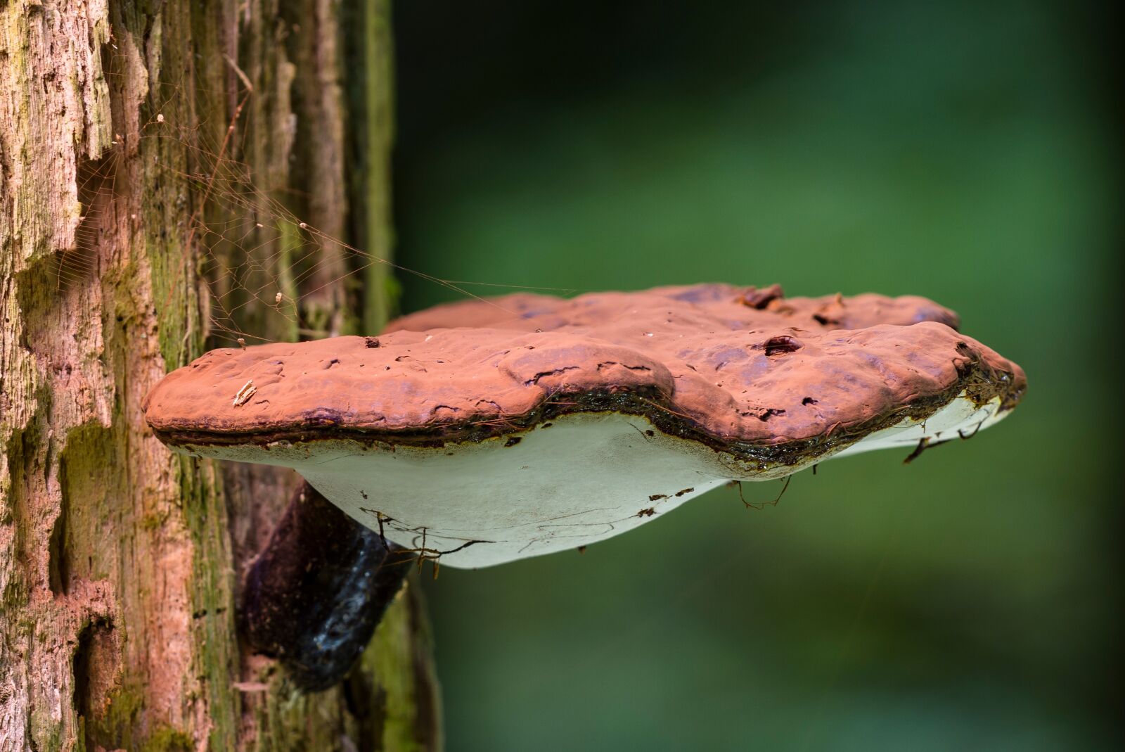 Canon EOS 7D sample photo. Mushroom, tree fungus, fungus photography