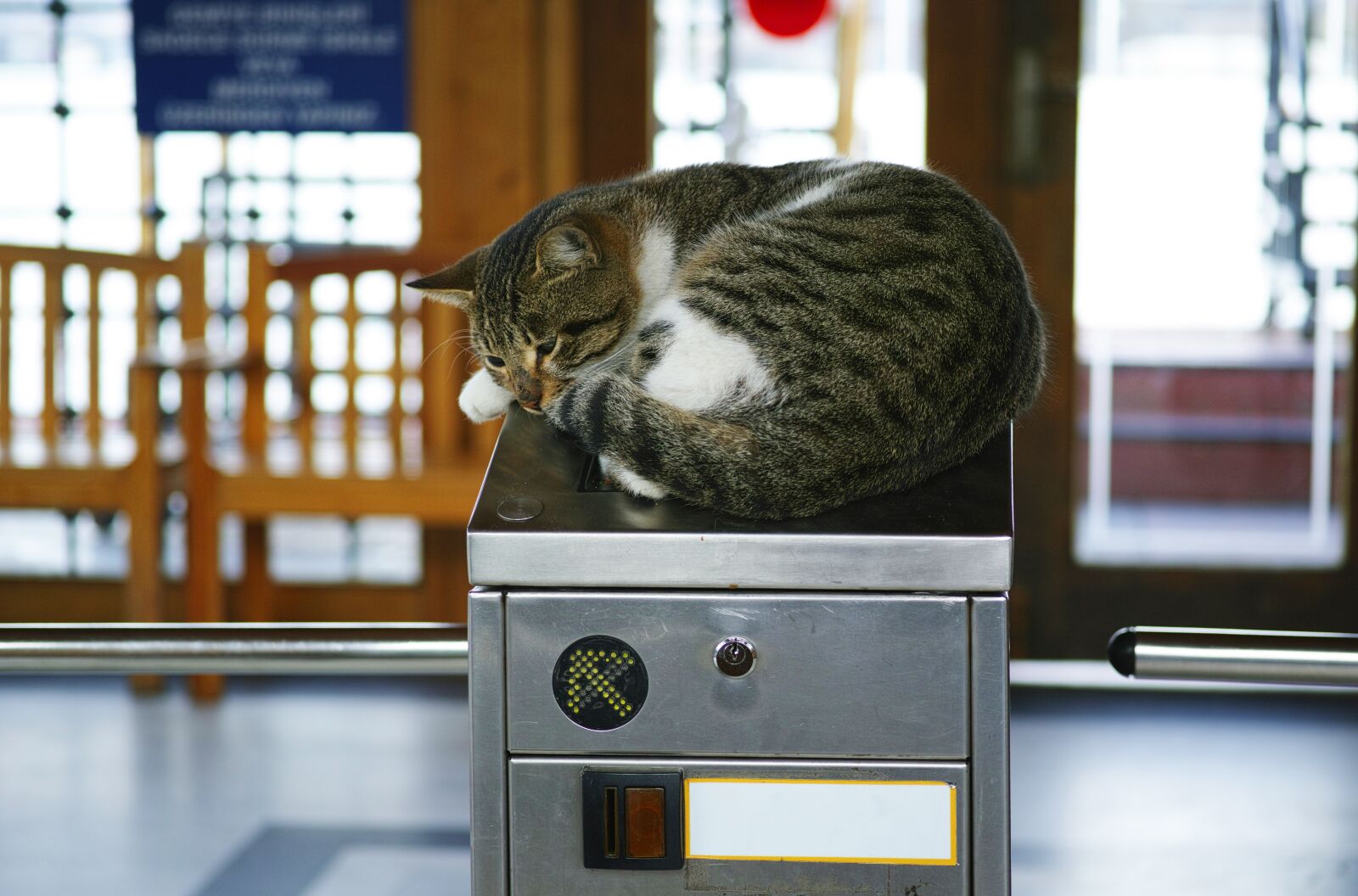 Sigma dp3 Quattro sample photo. Cat, subway, funny photography