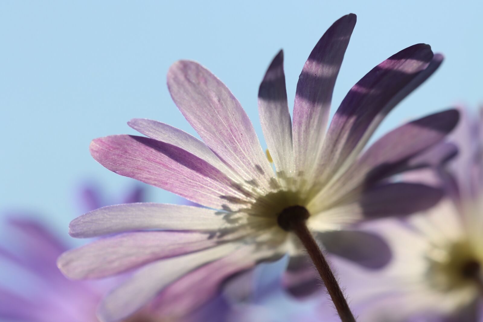 Canon EOS 90D sample photo. Flower, shadow, anemone photography