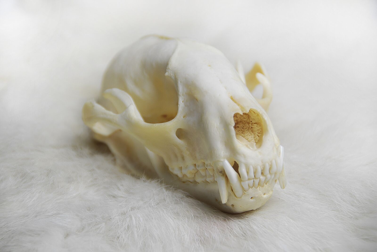 Nikon D200 sample photo. Animal skull, skull, anatomy photography