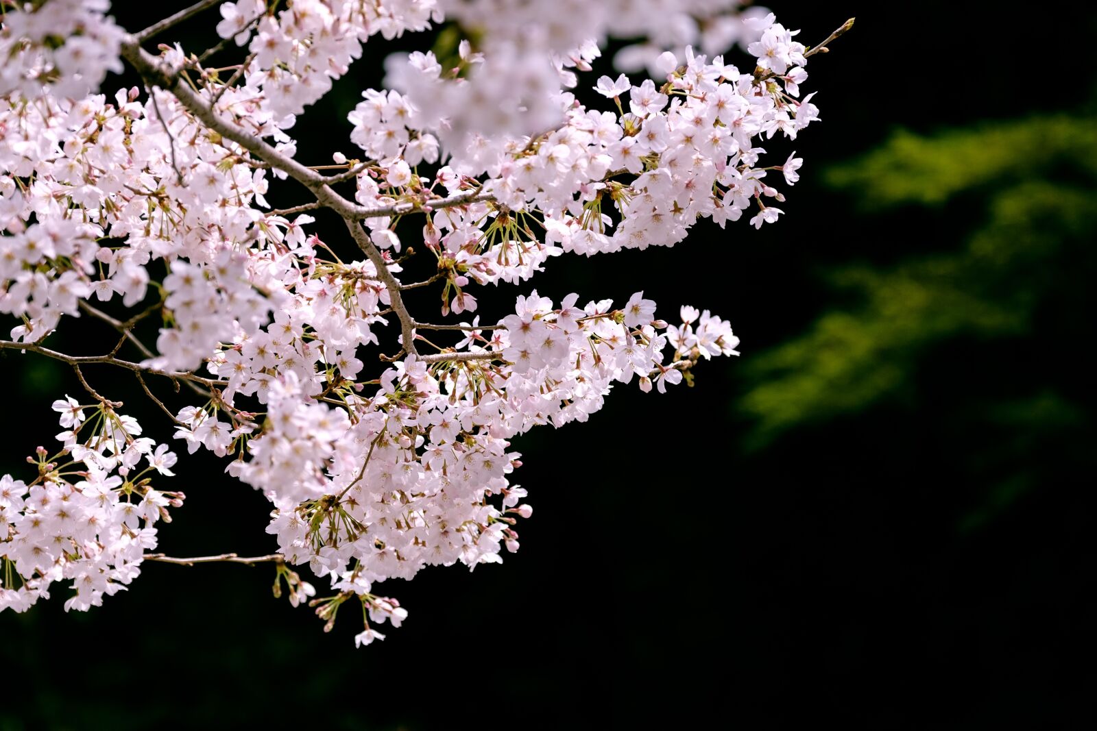 Fujifilm X-Pro2 + Fujifilm XF 50-140mm F2.8 R LM OIS WR sample photo. Cherry blossoms, sakura, japan photography