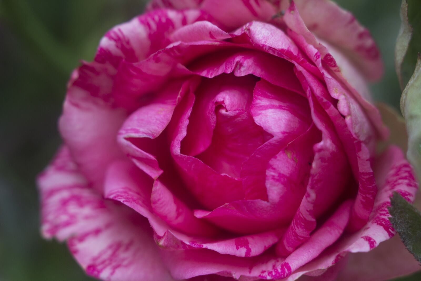 Canon EOS 600D (Rebel EOS T3i / EOS Kiss X5) sample photo. Flower, rose, red rose photography