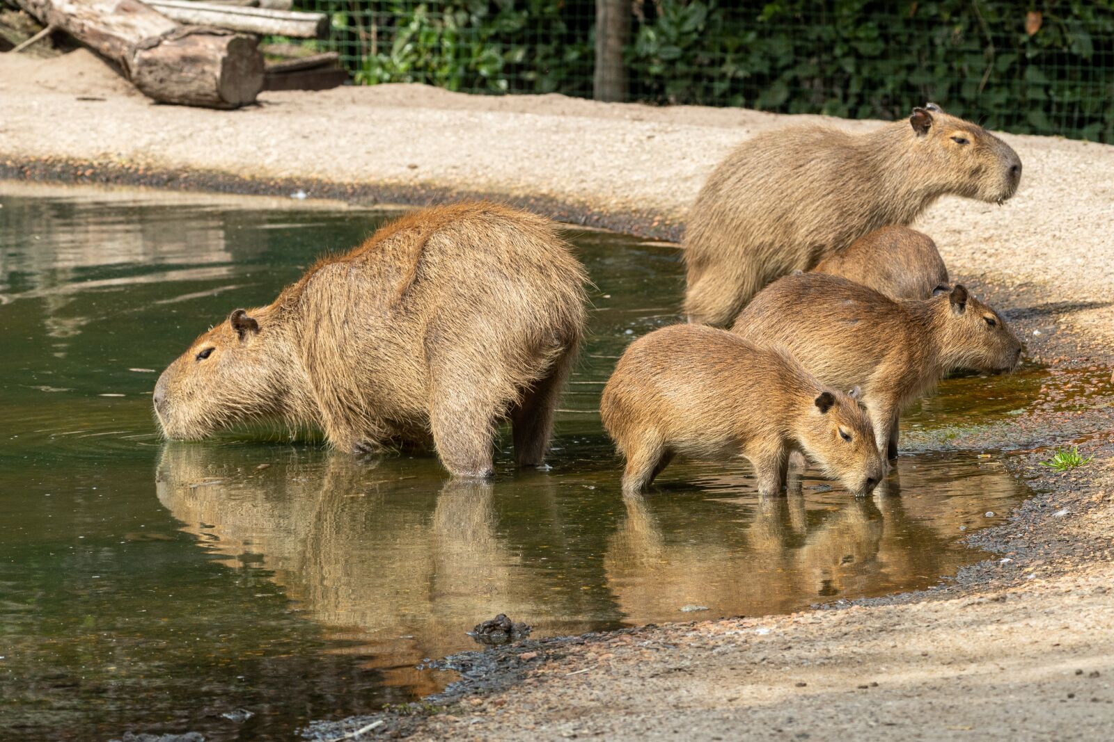 Canon EOS 80D sample photo. Capybara, rodent, mammal photography