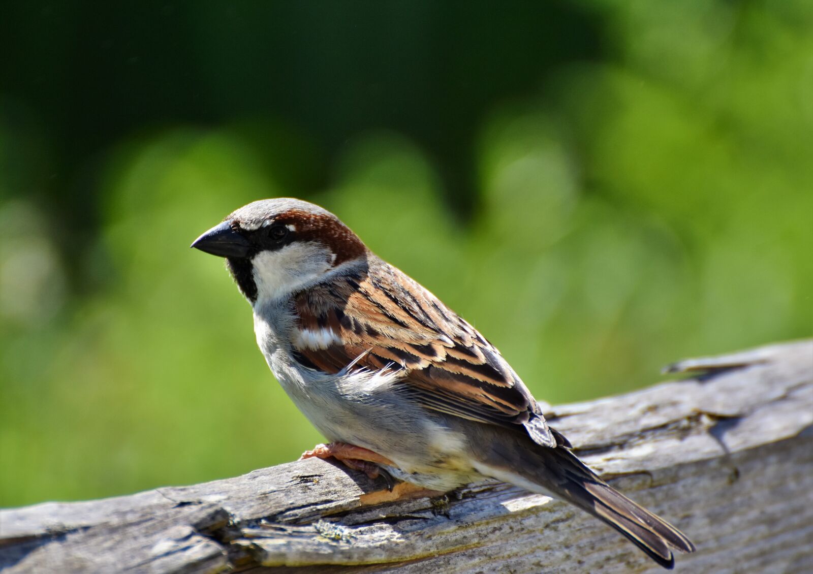 Nikon D7200 sample photo. Sparrow, sperling, bird photography