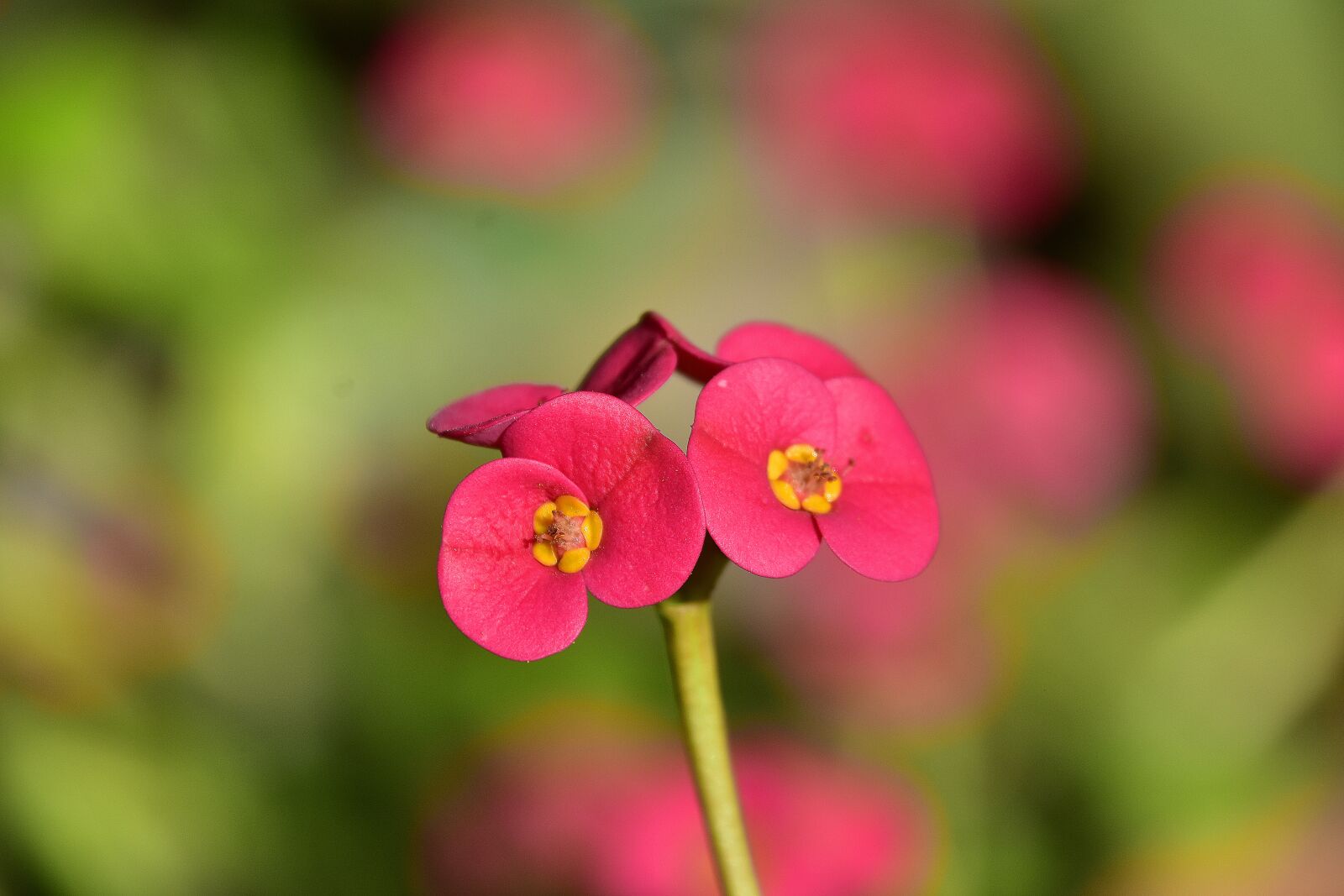 Nikon D7200 sample photo. Flower, garden, plant photography