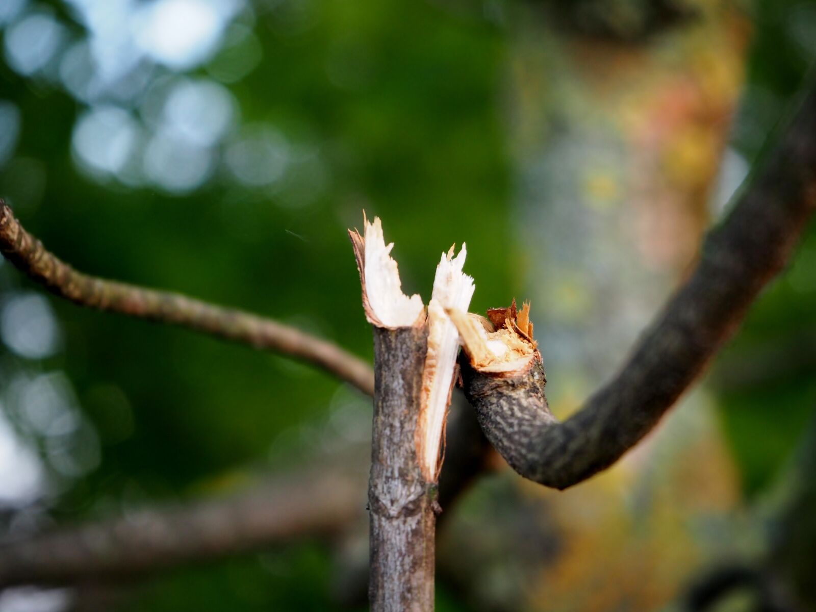 Olympus OM-D E-M10 sample photo. Branch, broken, branches photography