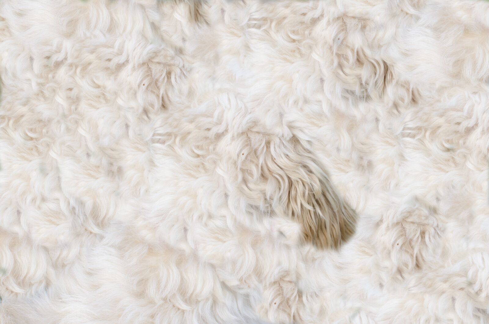 Nikon D5100 sample photo. Animal, dog, fur photography