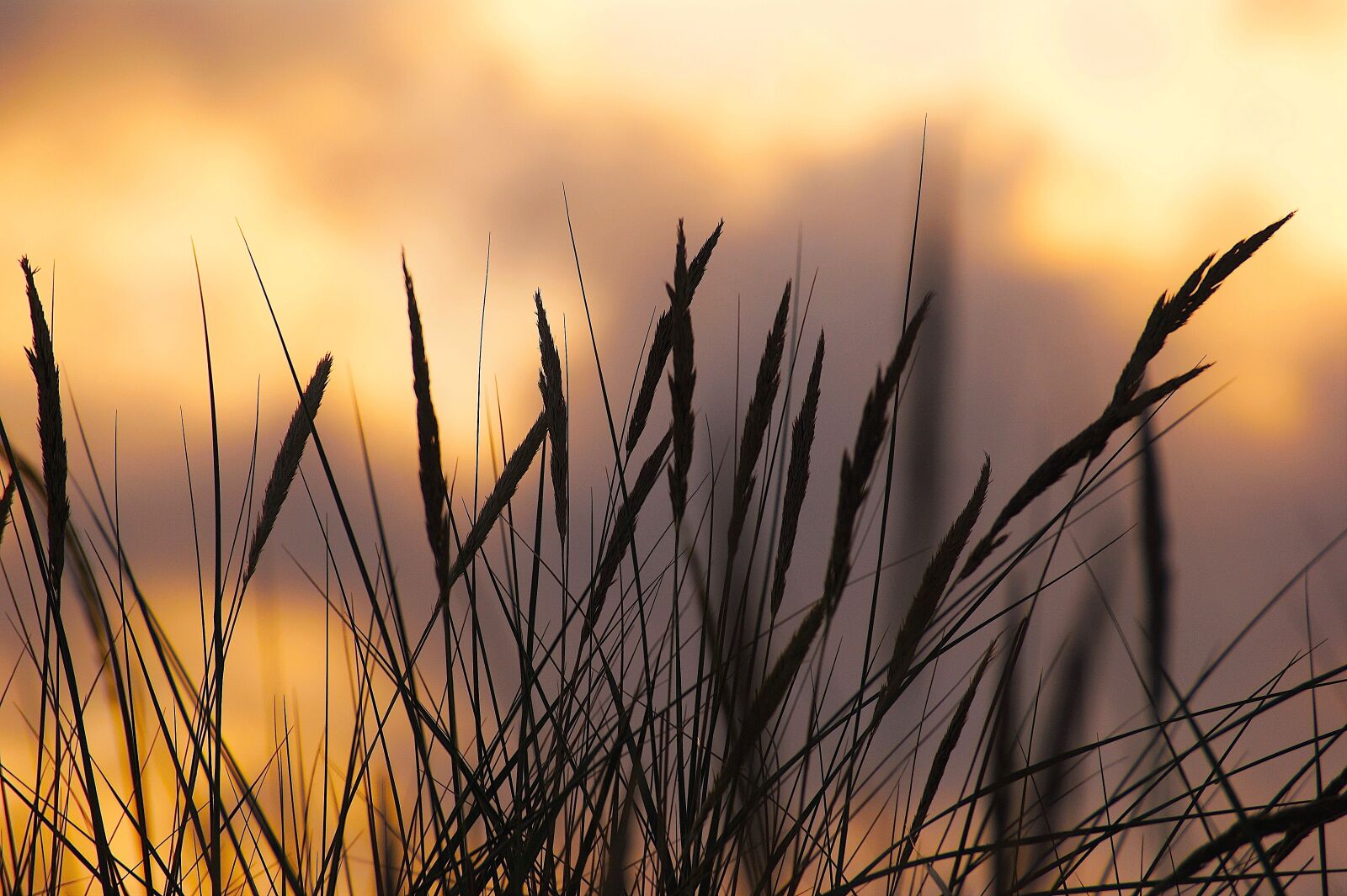 Sony Alpha DSLR-A350 sample photo. Abendstimmung, dune, beach photography
