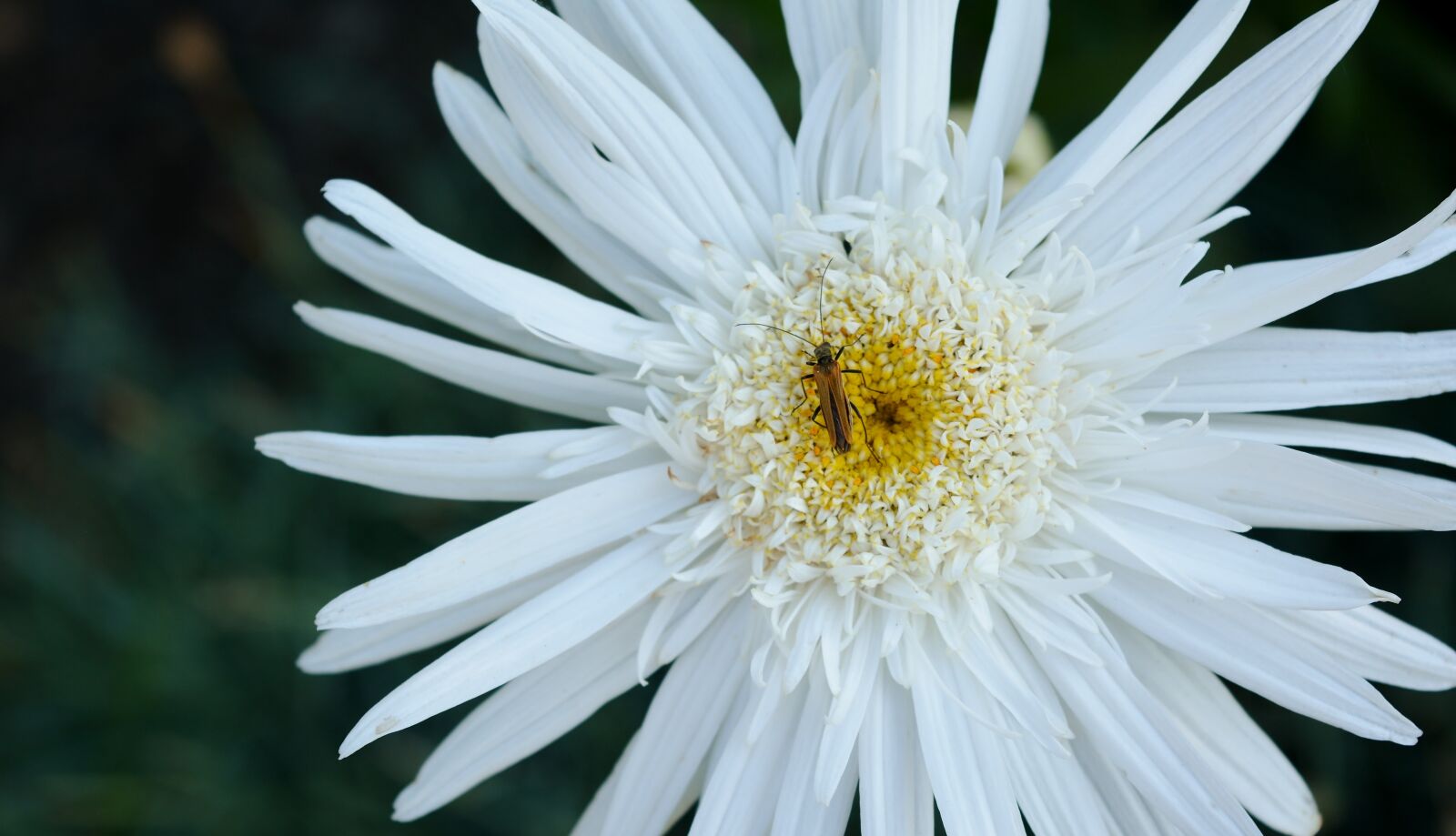 Nikon D5200 sample photo. Flower, marguerite, white photography