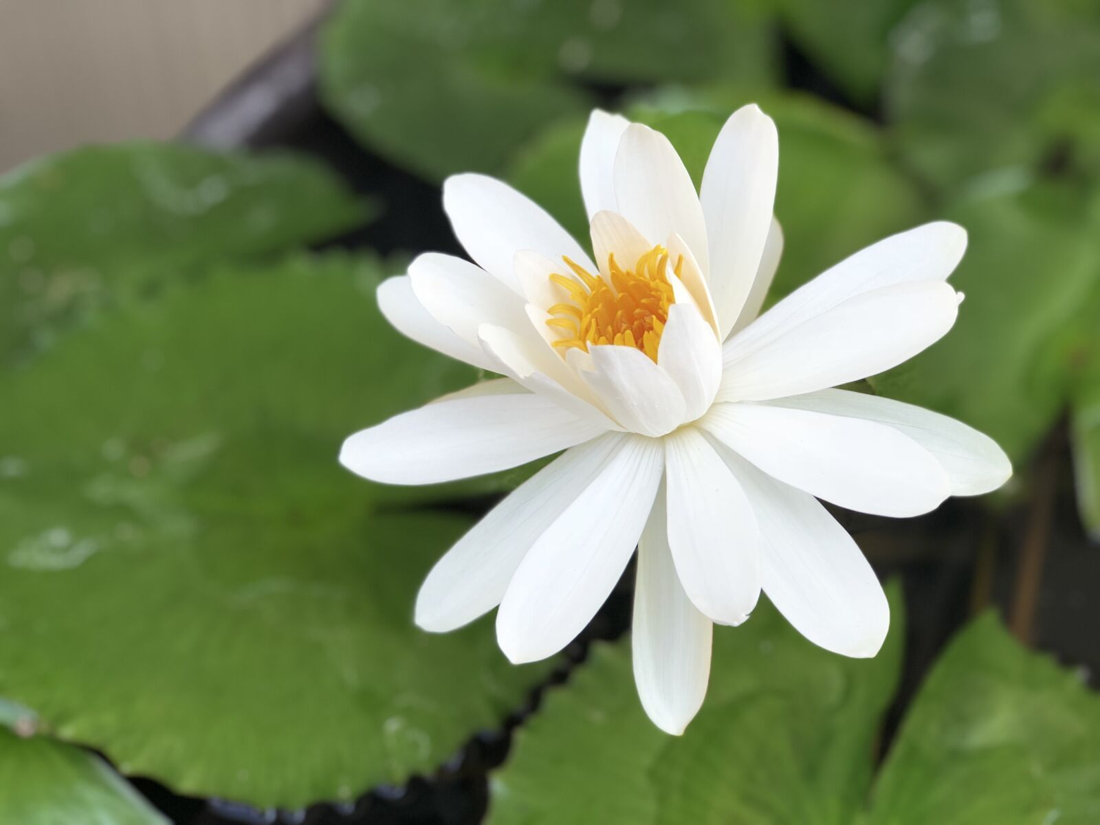 iPhone 8 Plus back dual camera 6.6mm f/2.8 sample photo. White, lotus, sunshine photography