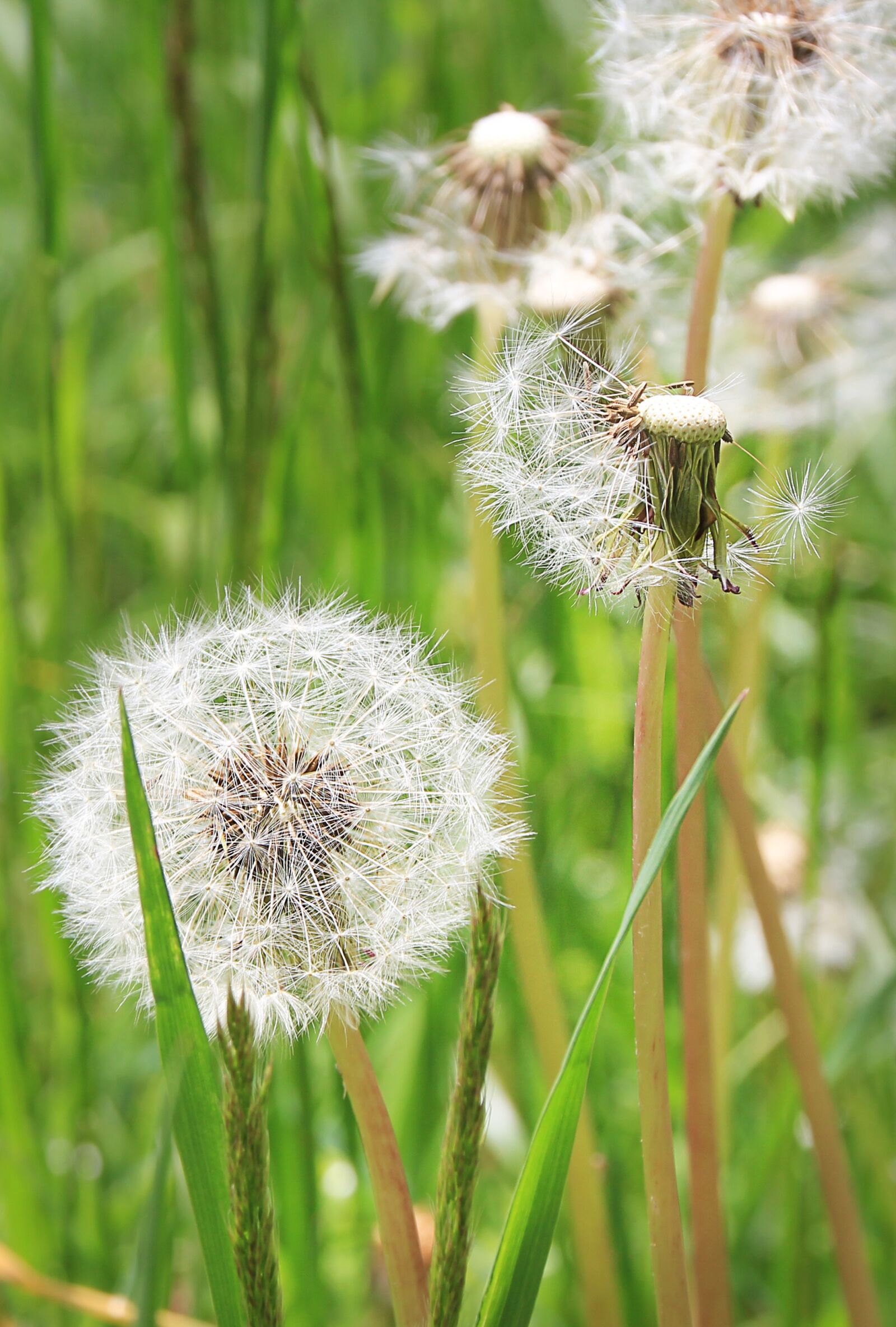 Canon EOS 550D (EOS Rebel T2i / EOS Kiss X4) sample photo. Dandelion, meadow, flower meadow photography