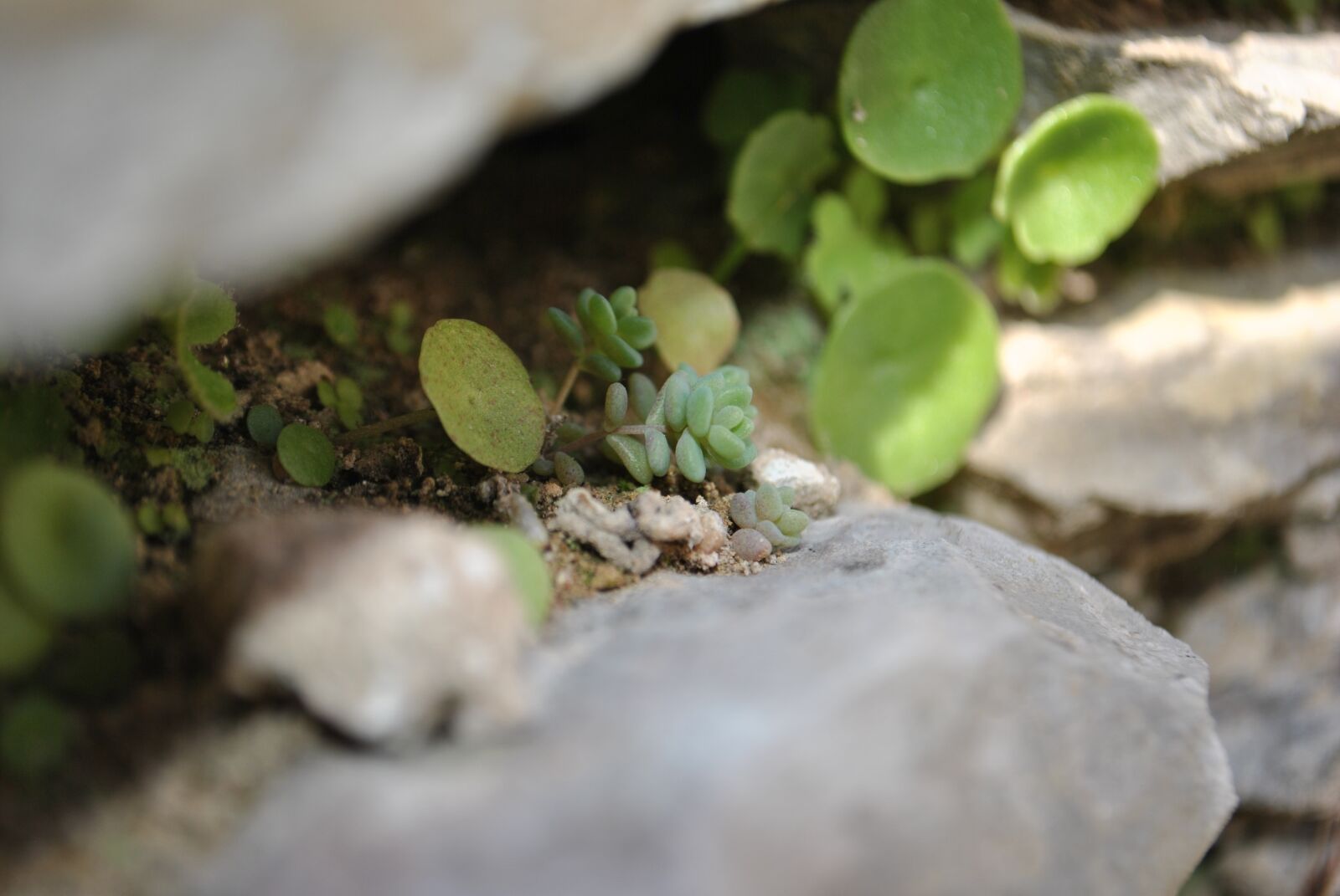 Nikon D3000 sample photo. Nature, plant, leaf photography