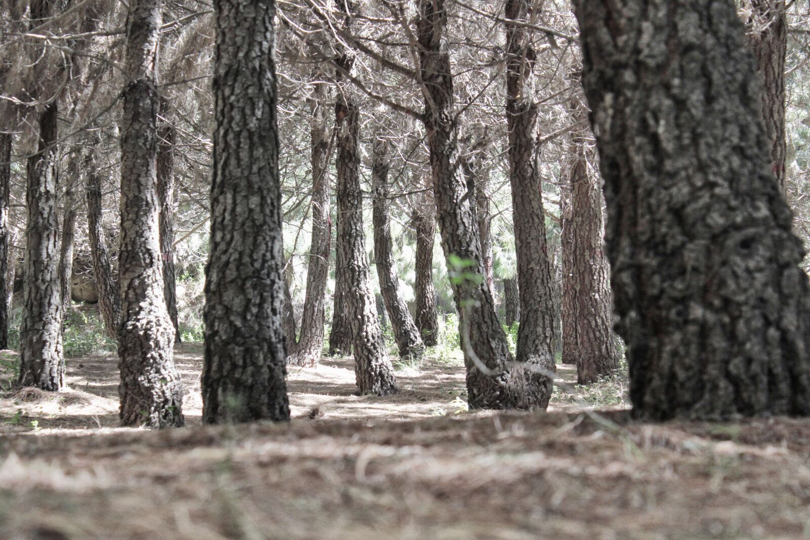 Canon EOS 1200D (EOS Rebel T5 / EOS Kiss X70 / EOS Hi) sample photo. Bosque, pinos, forest photography