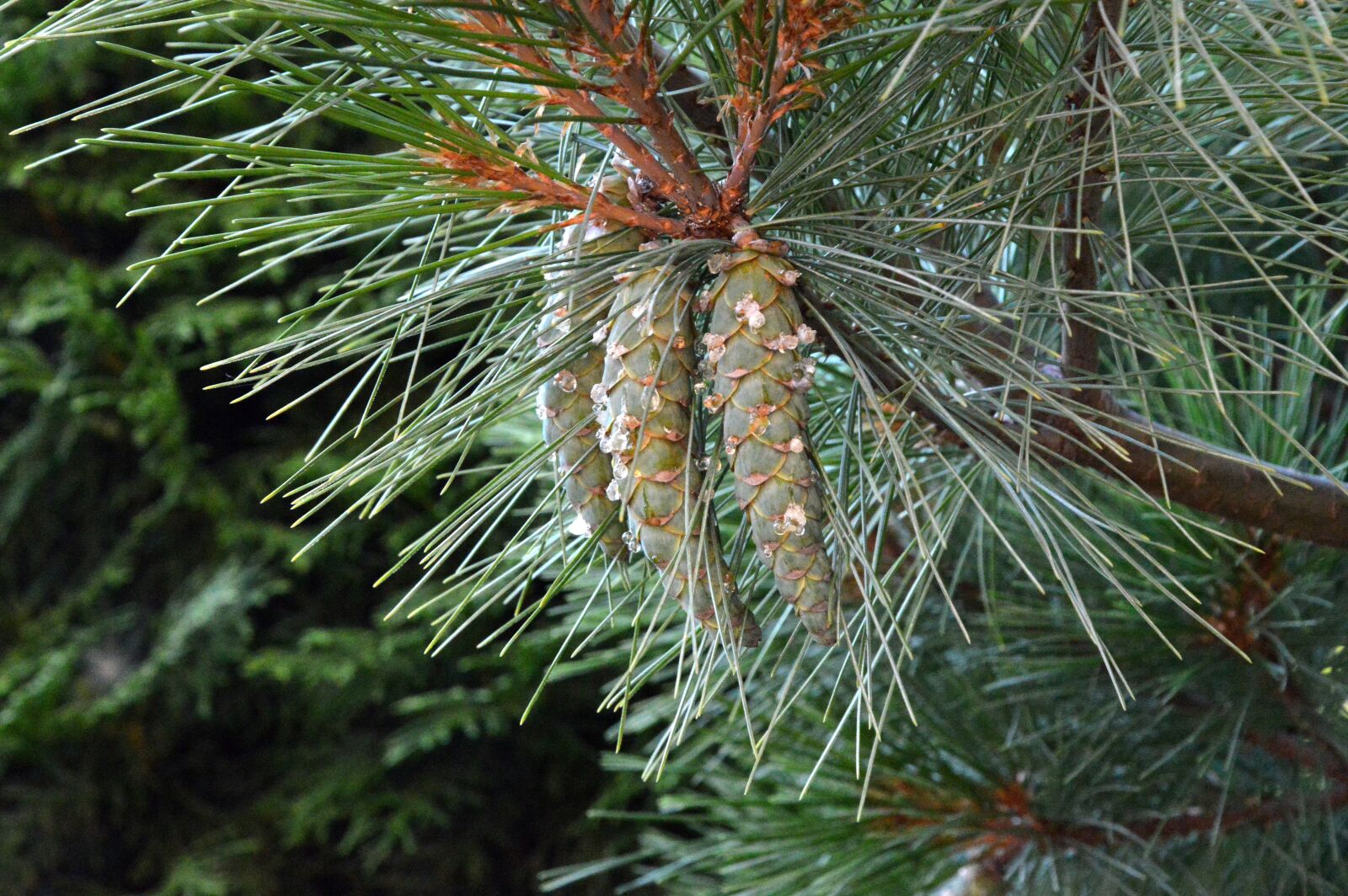 Nikon D3200 sample photo. Fir tree, tap, pine photography
