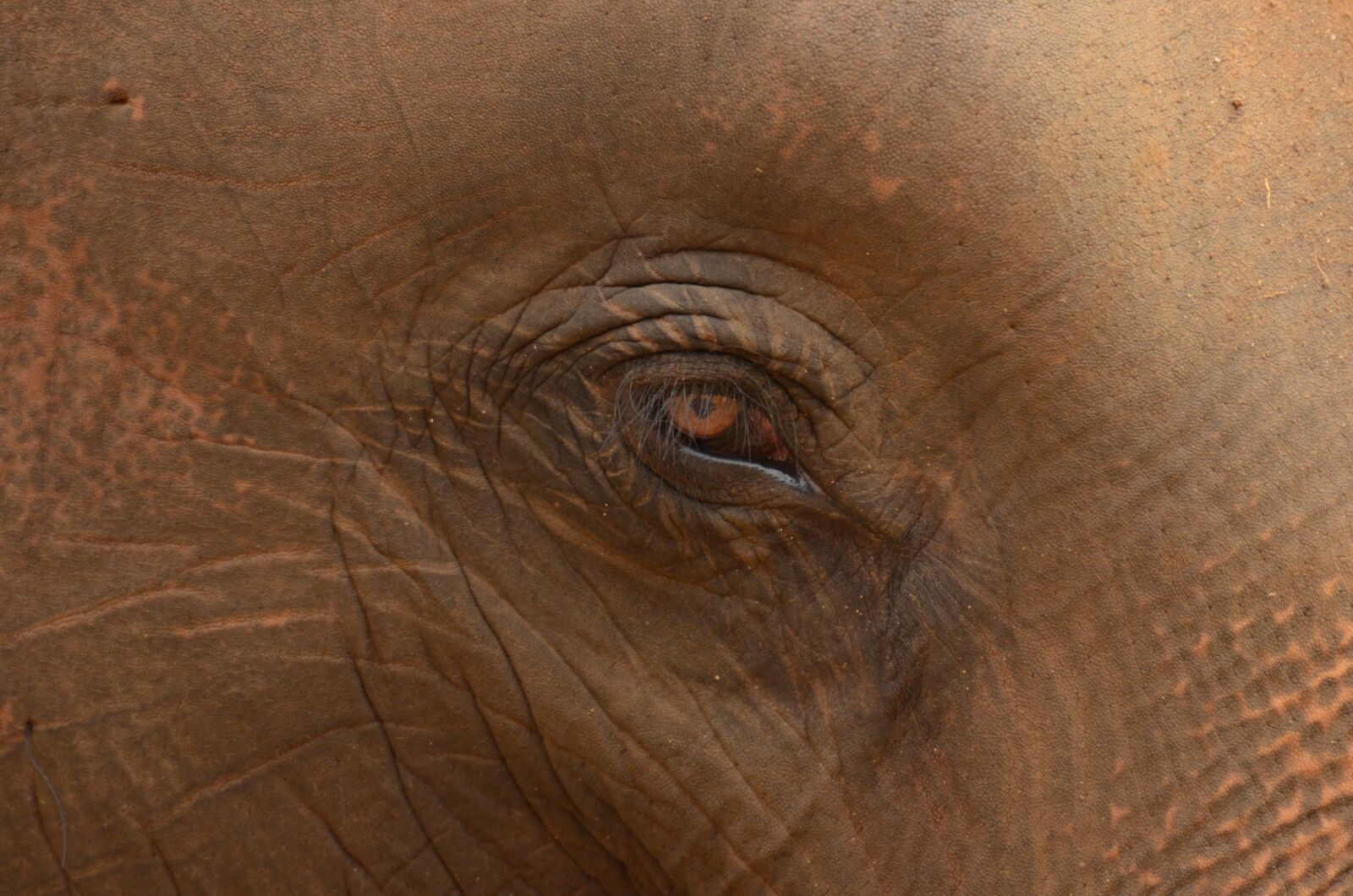 Nikon D7000 sample photo. Elephant, eye, animal photography