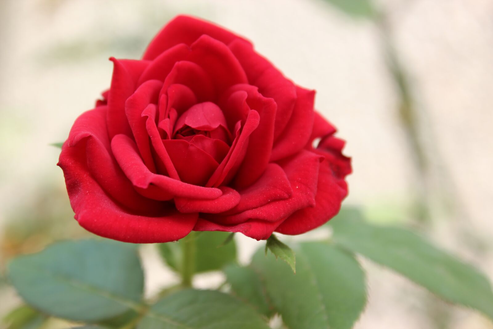 Canon EOS 600D (Rebel EOS T3i / EOS Kiss X5) sample photo. Rose, red, flower photography