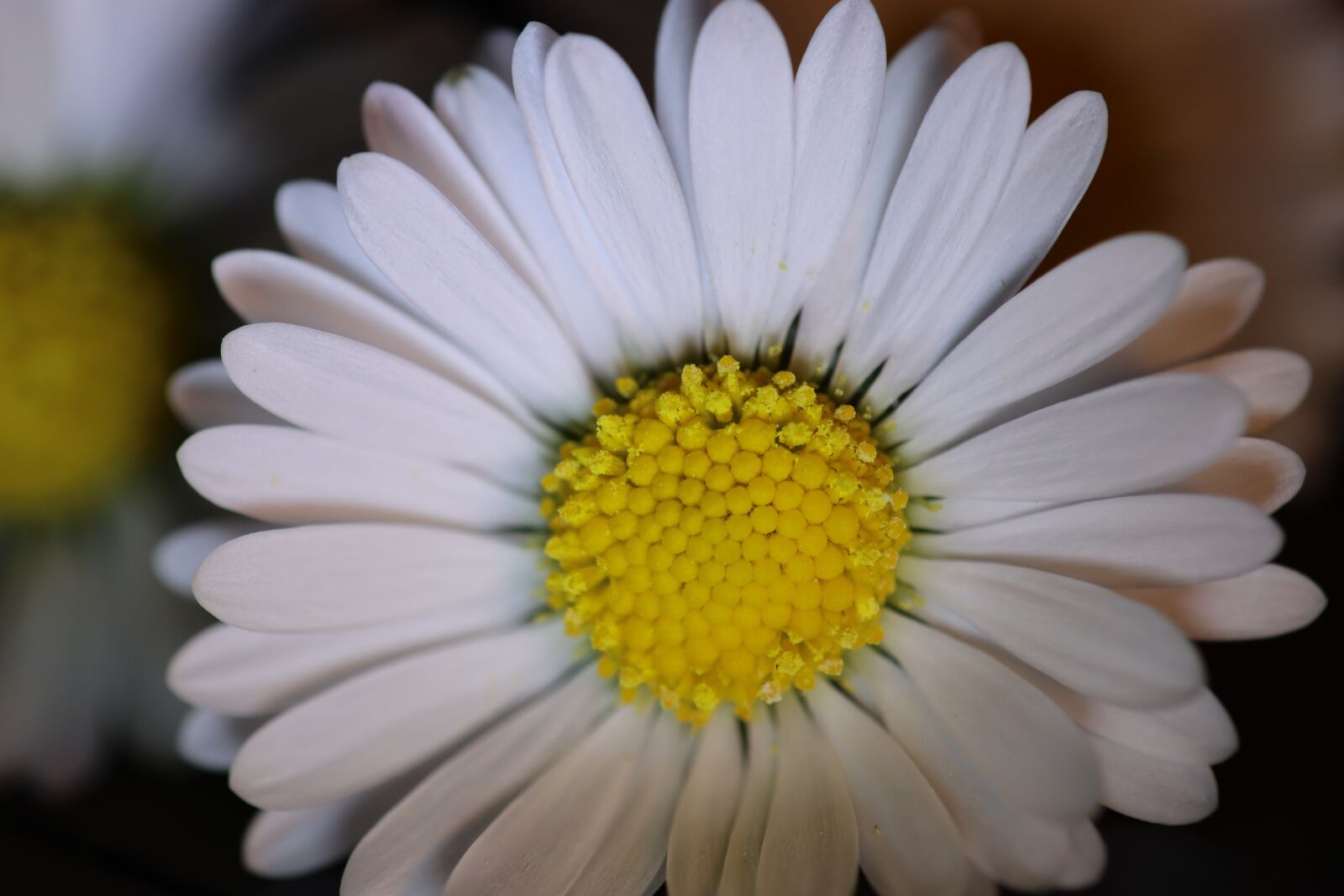 Canon EOS 90D sample photo. Daisy, white, spring photography