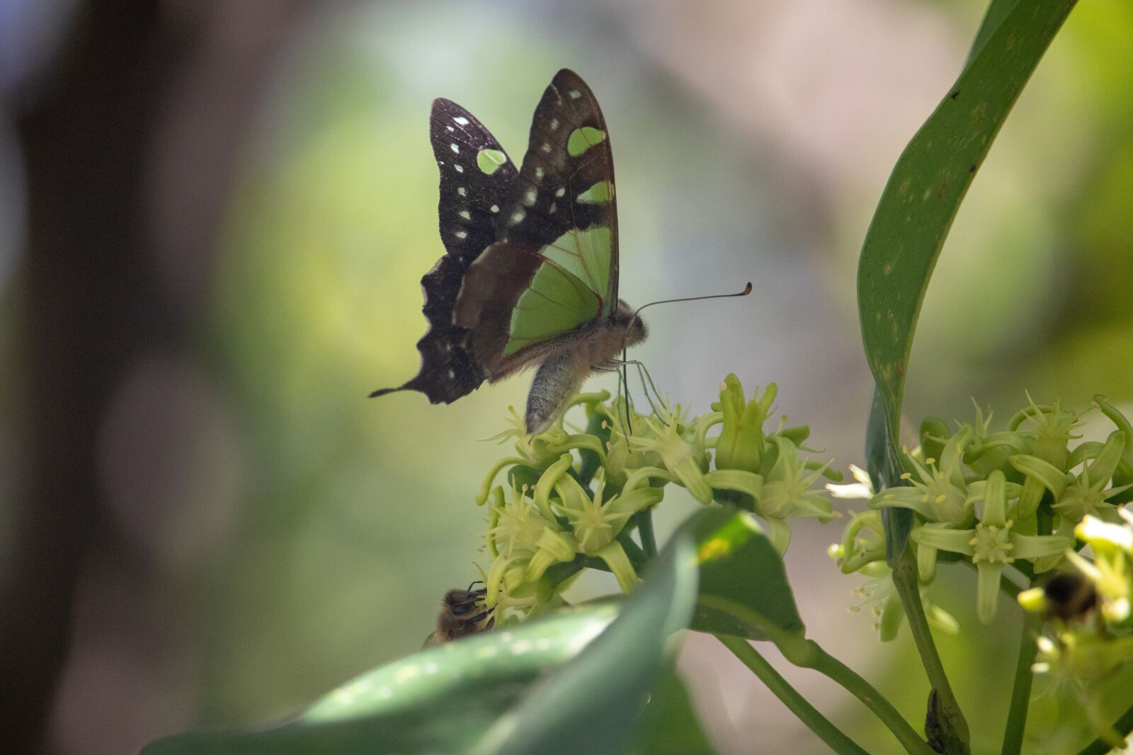 Canon EOS 200D (EOS Rebel SL2 / EOS Kiss X9) sample photo. Insect, nature, butterfly photography