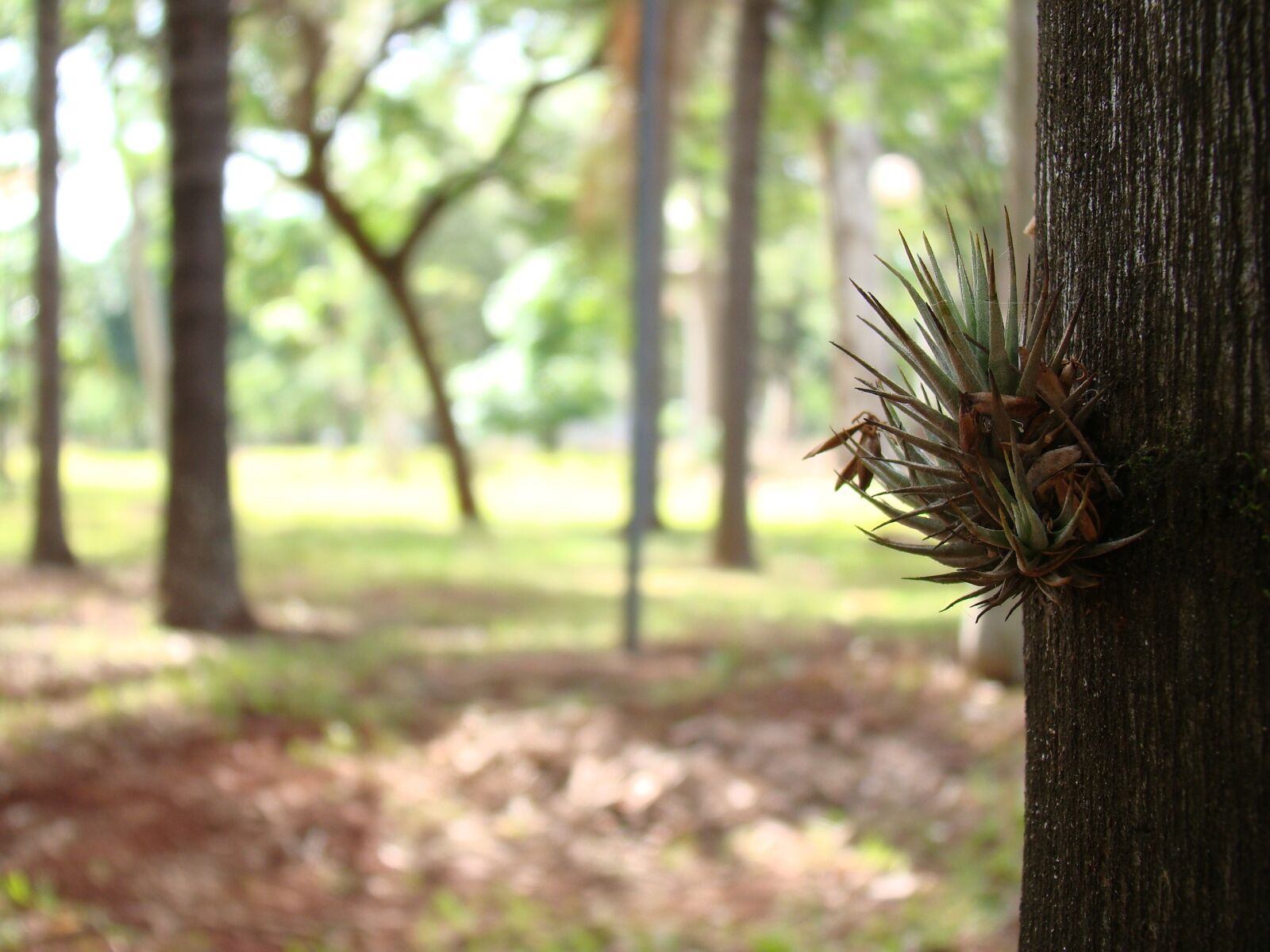 Sony Cyber-shot DSC-H50 sample photo. Woods, tree, garden photography
