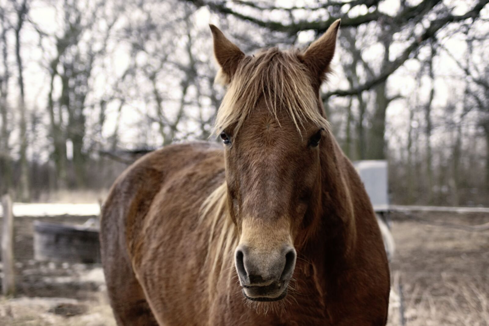Canon EOS 600D (Rebel EOS T3i / EOS Kiss X5) sample photo. Horse, brown, winter photography