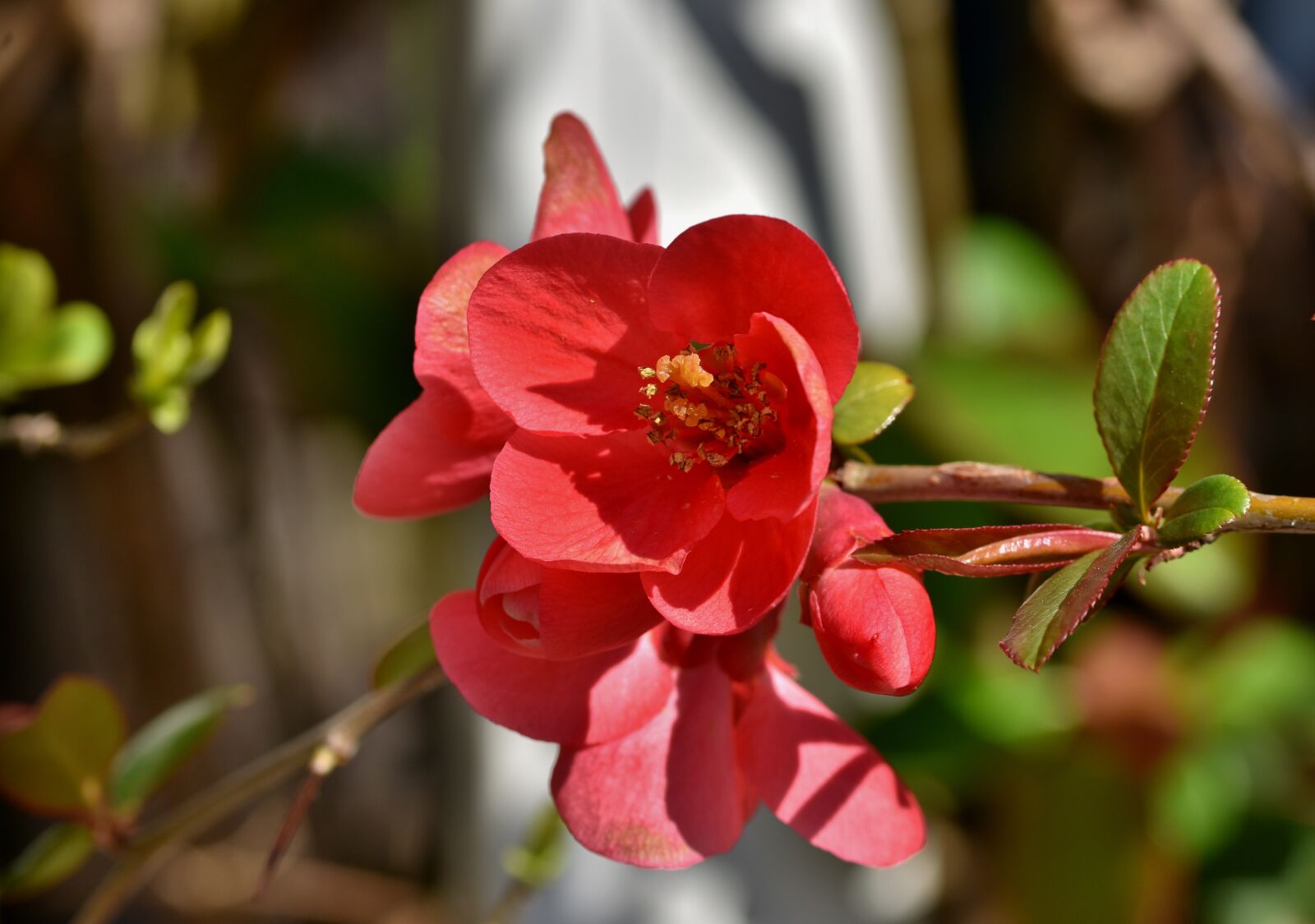Nikon D7200 sample photo. Ornamental quince, bush, chaenomeles photography