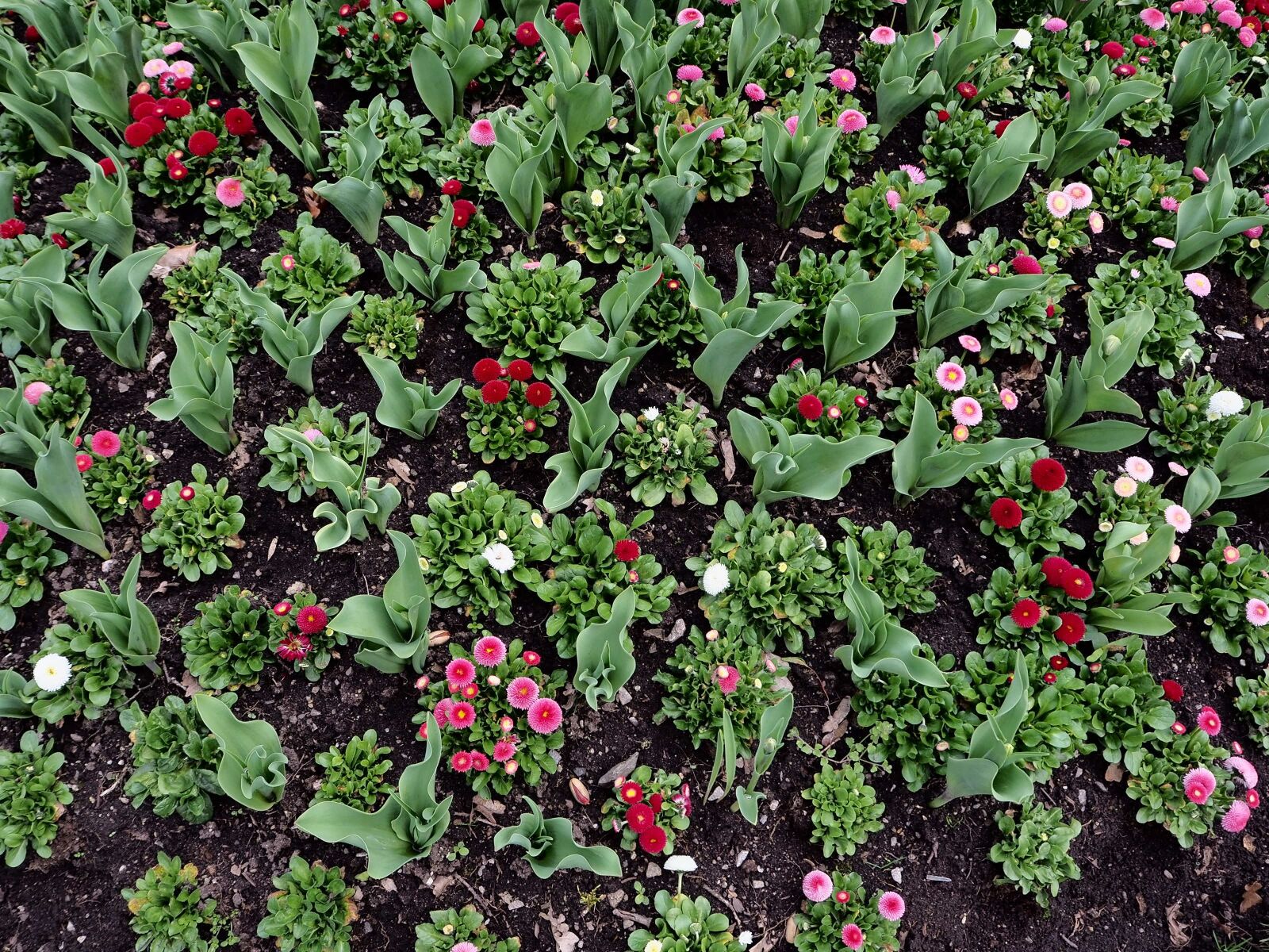 Olympus OM-D E-M10 II sample photo. Flower garden, nature, the photography