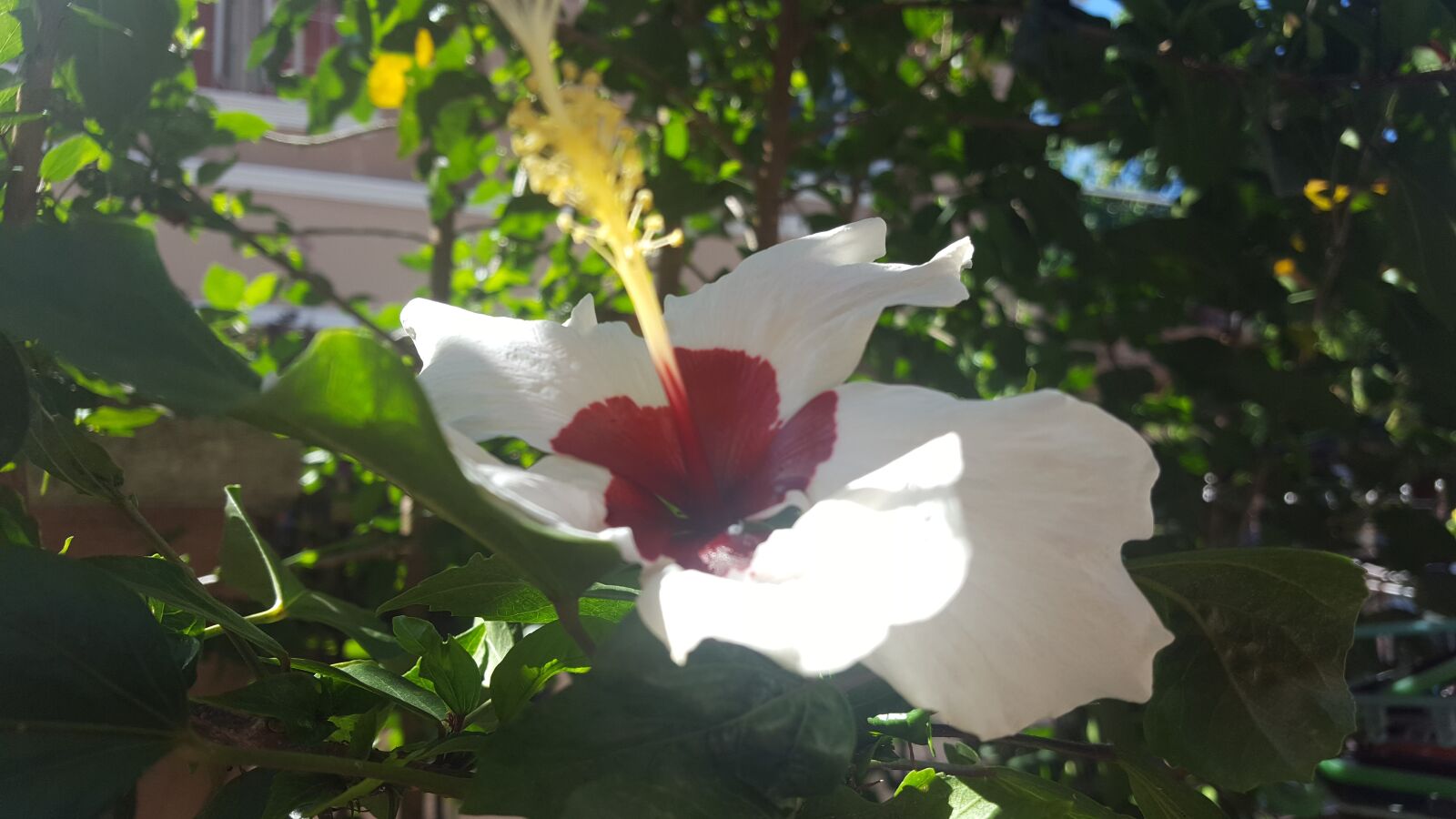 Samsung GALAXY S6 edge sample photo. Flower, white, nature photography