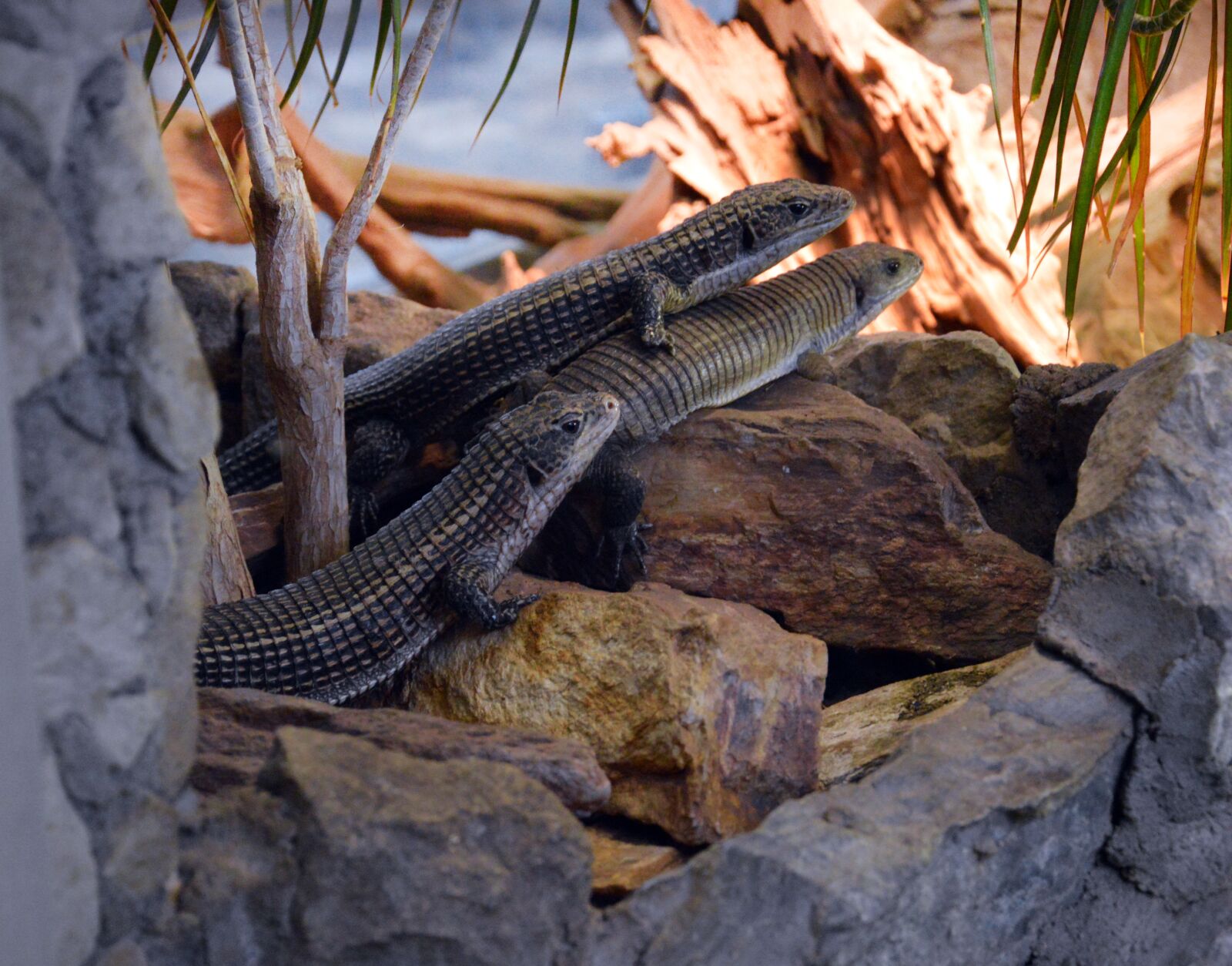 Nikon D3200 sample photo. Lizards, zoo, nature photography