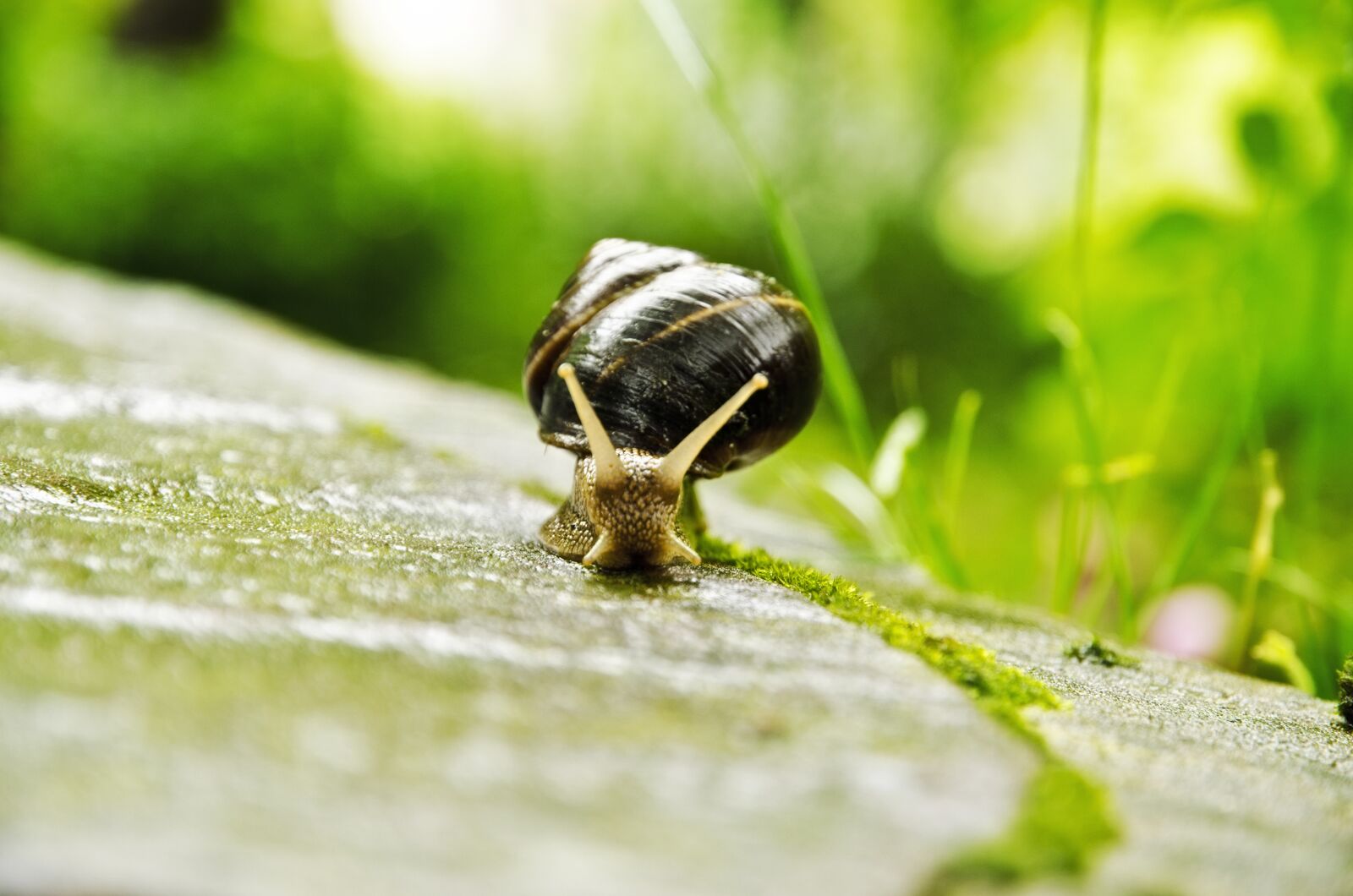 Nikon D7000 sample photo. Snail, animal world, nature photography