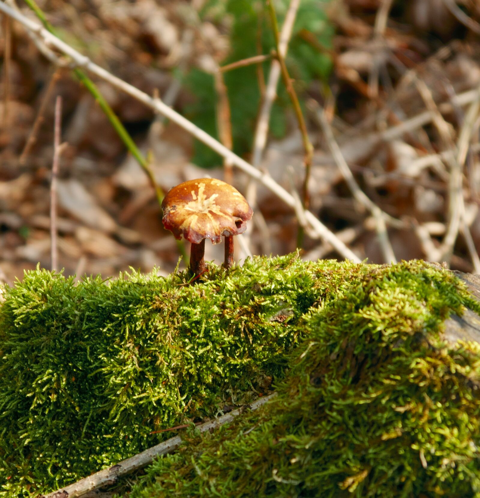 Panasonic DMC-G70 sample photo. Mushroom, forest, nature photography