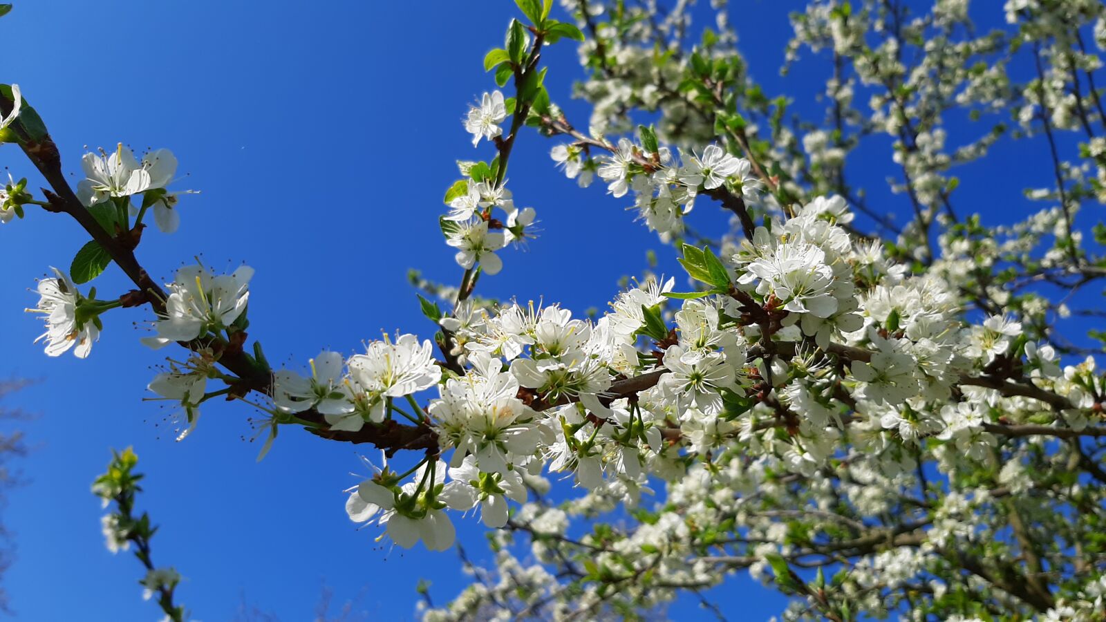 Samsung Galaxy A50 sample photo. Flowers, tree, orchard photography
