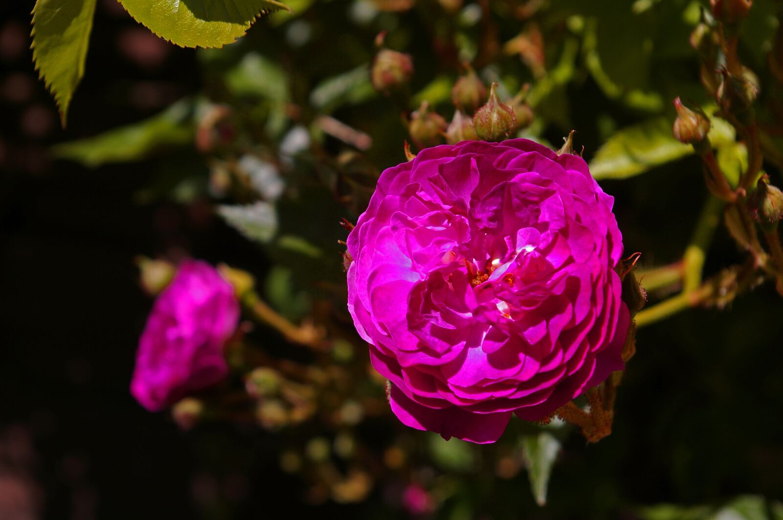 Pentax *ist DL2 sample photo. Blue magenta, rose, ramplerrose photography