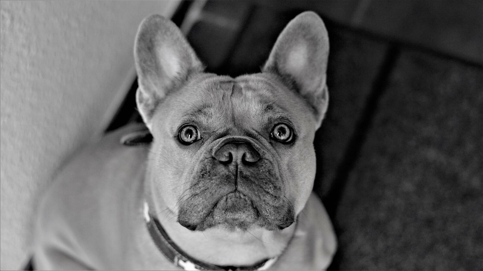 Sony FE 50mm F1.8 sample photo. Background, black and white photography