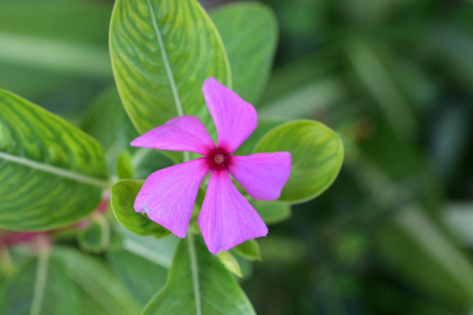 Nikon D7200 sample photo. Pink flower, flower, fresh photography
