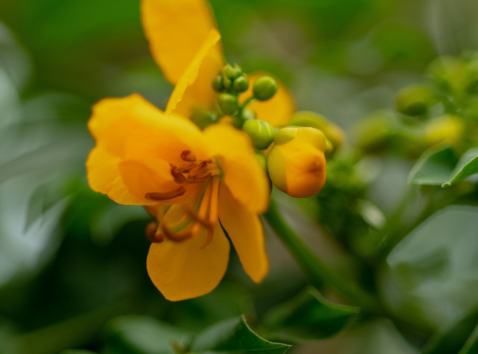 Nikon D500 sample photo. Flower, yellow, plant photography