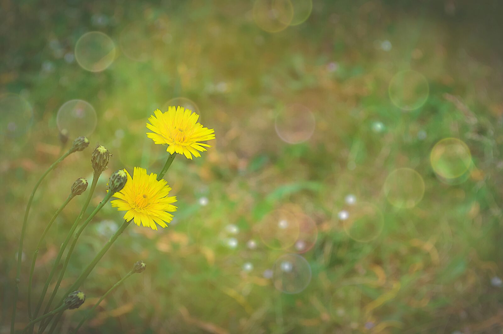 Nikon D3100 sample photo. Dandelions, fantasy, meadow photography