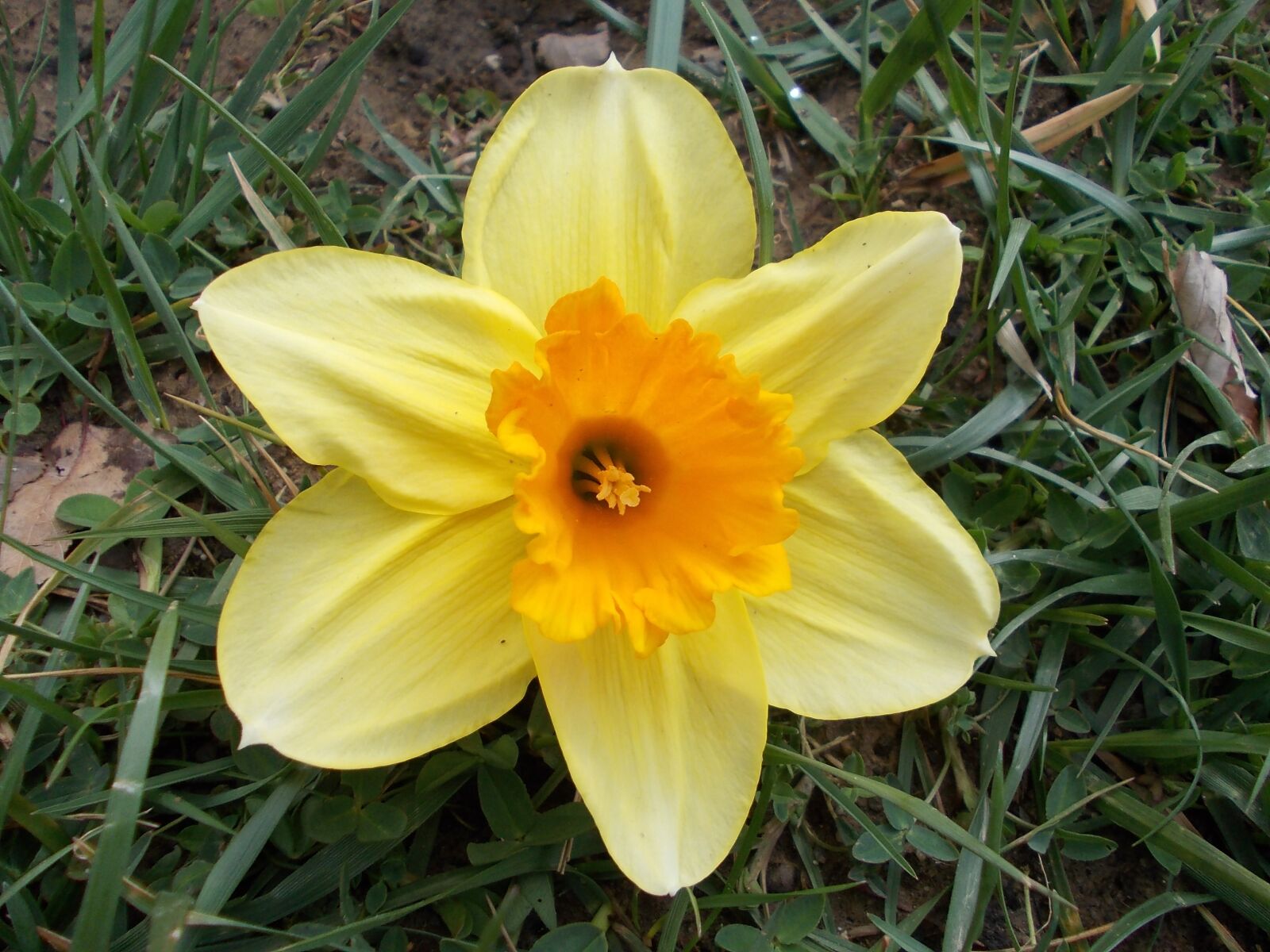 Nikon COOLPIX L23 sample photo. Daffodil, flower, spring photography