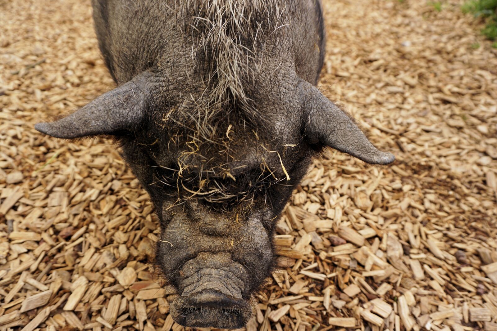 Sony a6000 sample photo. Pig, pot bellied pig photography