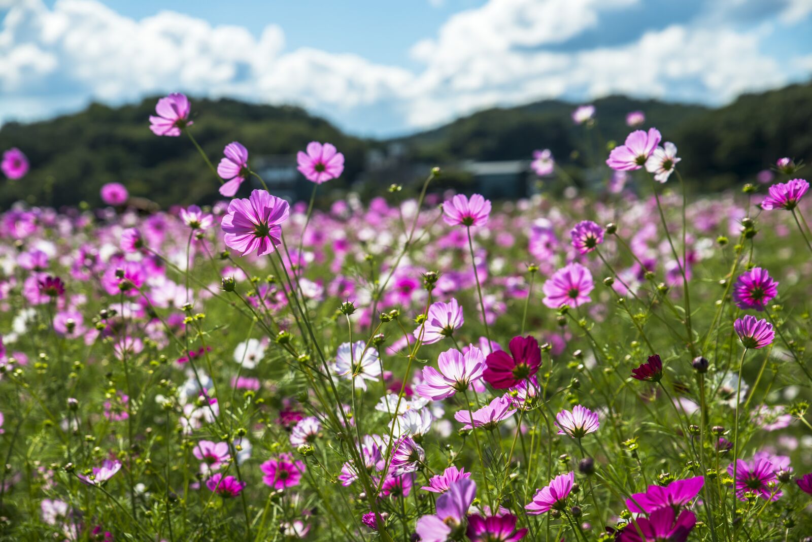 Tamron SP 24-70mm F2.8 Di VC USD sample photo. Cosmos, sky, cloud photography